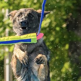 German Shepherds from Iron Legacy Working Dogs