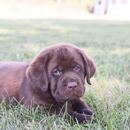Dilute Retriever, Golden Retriever, and Labrador Retriever Puppies from Grimm Girls Farm
