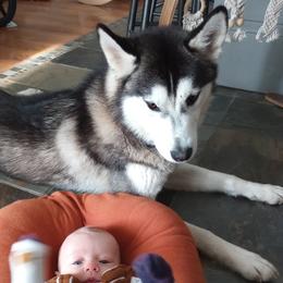 Codi - Siberian Husky