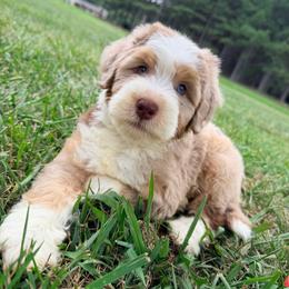 Yoda with training - Chocolate merle male Bernedoodle puppy in Boonville, North Carolina from Doods & Dolls