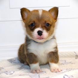 AKC Blue ID Boy - Red male Pembroke Welsh Corgi puppy in Ash Flat, Arkansas from Arkansas Corgis