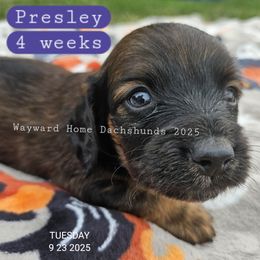 Presley, formerly Flint - Red male Dachshund puppy in Harrodsburg, Kentucky from Wayward Home Dachshunds