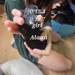 Alana - Black tri female Miniature Australian Shepherd puppy in Saranac, Michigan from Pure Michigan Mini Aussies