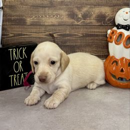 Elvira - Red female Dachshund puppy in Bowerston, Ohio from Hangin’ H Kennels, LLC