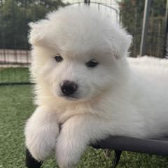 Brown Boy - White male Samoyed puppy in Fallbrook, California from DelMar Dreams Samoyeds