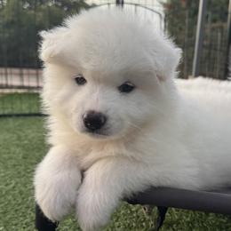 Brown Boy - White male Samoyed puppy in Fallbrook, California from DelMar Dreams Samoyeds