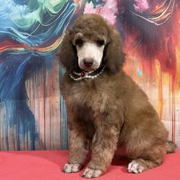 Red - Sable female Poodle puppy in Houma, Louisiana from Smart Azz Poodles