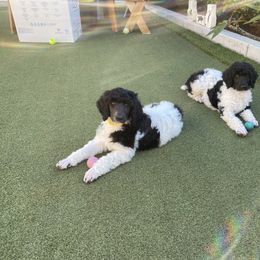 Poodle Puppies from Moonlight Standard Poodles