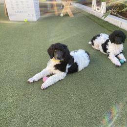 Poodle Puppies from Moonlight Standard Poodles