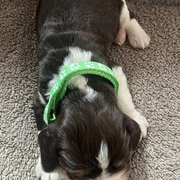 English Springer Spaniel Puppies from Picky’s Puppies