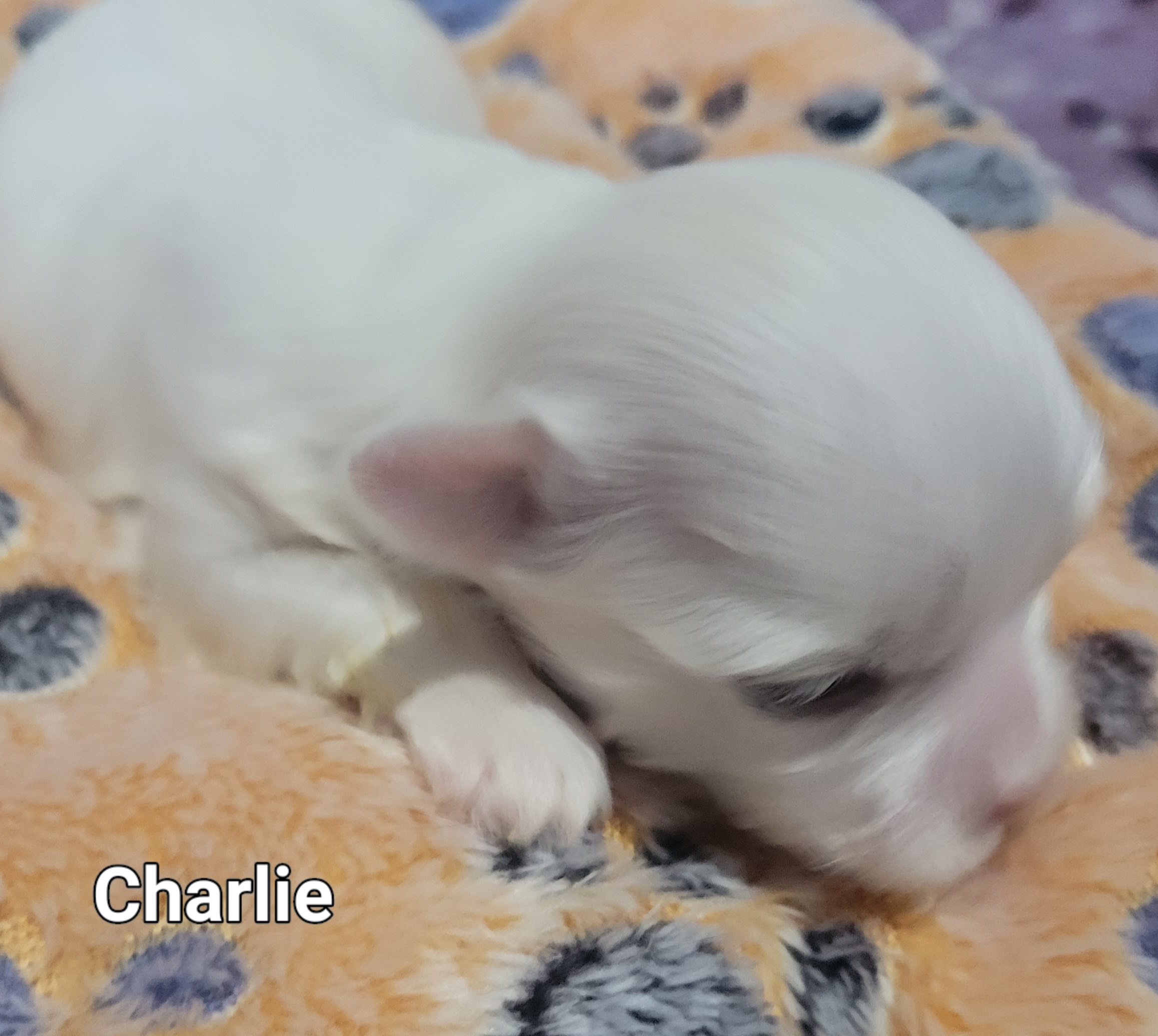 Charlie - Maltese puppy in Kane, Pennsylvania from Emerald Maltese