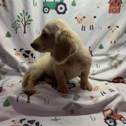 Girl 2 - Cream female Dachshund puppy in Vinton, Iowa from Lerch Family Dachshunds