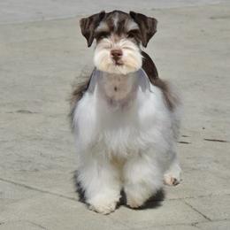 Rambo - Miniature Schnauzer