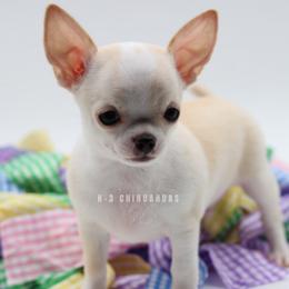 Boy 1 - Cream and white male Chihuahua puppy in Tulsa, Oklahoma from H-3 Chihuahuas