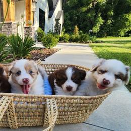 Australian Shepherd Puppies from Out of the Blue Aussies