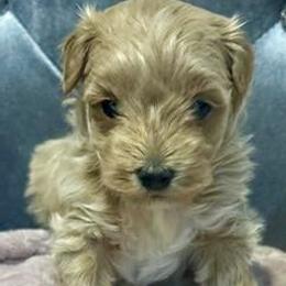 Maltipoo puppies from Poodle Me Crazy