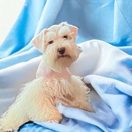 Bubba - Miniature Schnauzer