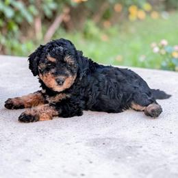 Zeta - Tri-color female Bernedoodle puppy in Sparta, Missouri from Sis' Doodles & Poodles