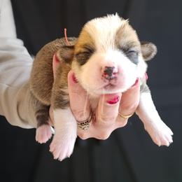 Festus - Red male Pembroke Welsh Corgi puppy in Fortine, Montana from North Star Pembroke Welsh Corgi's