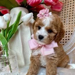 Sophia Lilly - female Cavapoochon puppy in Lucas, Ohio from Apricot Lane Puppy