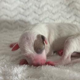Verona - White and blue fawn female Italian Greyhound puppy in Lakeland, Florida from Elite Doxies Florida
