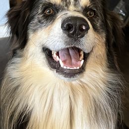 Australian Shepherd All Grown Up from K & R Australian Shepherds