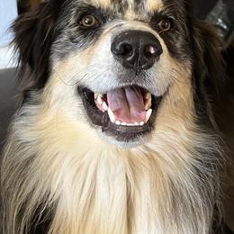 Australian Shepherd All Grown Up from K & R Australian Shepherds