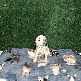 Dalmatian Puppies from Xzayvius Stitt
