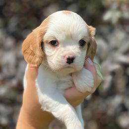 Girl 3LIME - Blenheim female Cavalier King Charles Spaniel puppy in Graysville, Tennessee from Country Goldens and Mountain Top Cavaliers