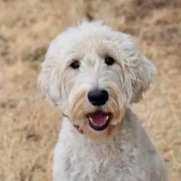 Alli - Australian Labradoodle
