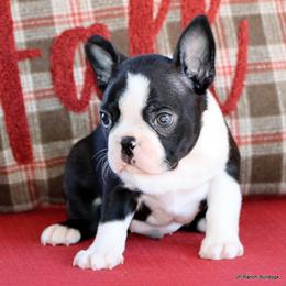 Elliot - Black and white male Boston Terrier puppy in Winnsboro, Texas from JP Ranch Bulldogs