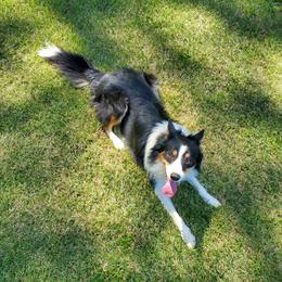 Jojo - Border Collie