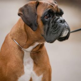 Ariella - Boxer