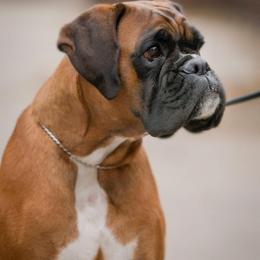 Ariella - Boxer