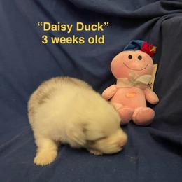 Daisy Duck - Red merle female Australian Shepherd puppy in Hammond, Louisiana from Gold Ring Australian Shepherds