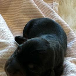 Daisy - Black and tan female Dachshund puppy in Menifee, California from Dachshunds in SoCal