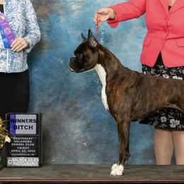 Boxers from Image Boxers