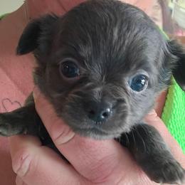 Porsha - Silver and white female Chihuahua puppy in Amity, Pennsylvania from Baxters Chihuahuas