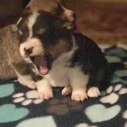 Pembroke Welsh Corgi Puppies from Clover Meadows Golden Retrievers