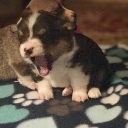 Pembroke Welsh Corgi Puppies from Clover Meadows Golden Retrievers