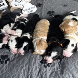 Australian Mountain Doodle puppies from Woodbriar Wags