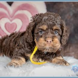 Peanut - Brown and tan female Cockapoo puppy in Connersville, Indiana from Deaz Doodle Ranch