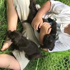 Pudelpointer Puppies from Bent Tree Pudelpointers