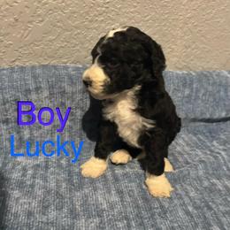 Lucky - Black and white male Bernedoodle puppy in Battle Creek, Michigan from T-Rose’s Bernedoodle & Pomsky Puppies