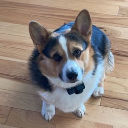 Jack - Pembroke Welsh Corgi