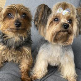 Yorkshire Terrier puppies from Blissful_Yorkies