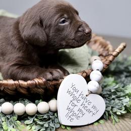 Labrador Retriever Puppies from AGL Retrievers