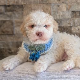Quartz - Off-white male Lagotto Romagnolo puppy in West Jordan, Utah from Salt Lake Lagotto