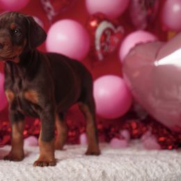Doberman Pinscher and Labrador Retriever Puppies from GFDutton Retrievers & Dalla Grazia Dobermans