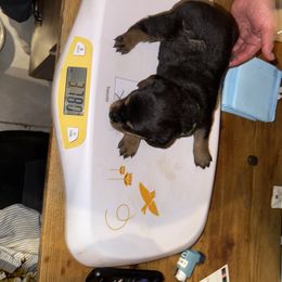 Rottweiler Puppies from Von Locher Rotties